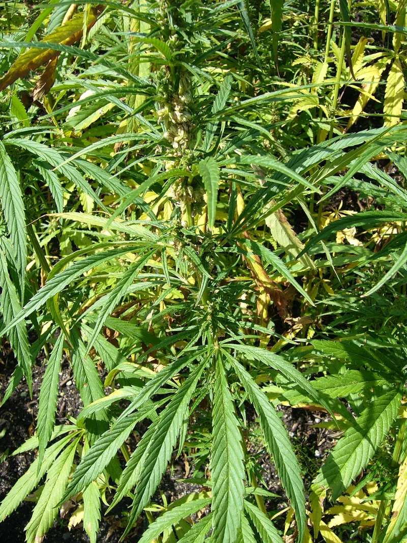 More Than CBD: How the Whole Hemp Plant Works Together to Deliver Better Results