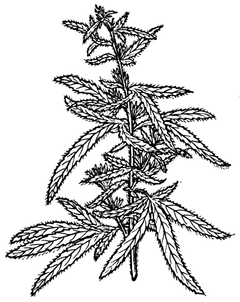 One Gummy, Many Compounds: The Real Science Behind Why Full-Spectrum Hemp Hits Different